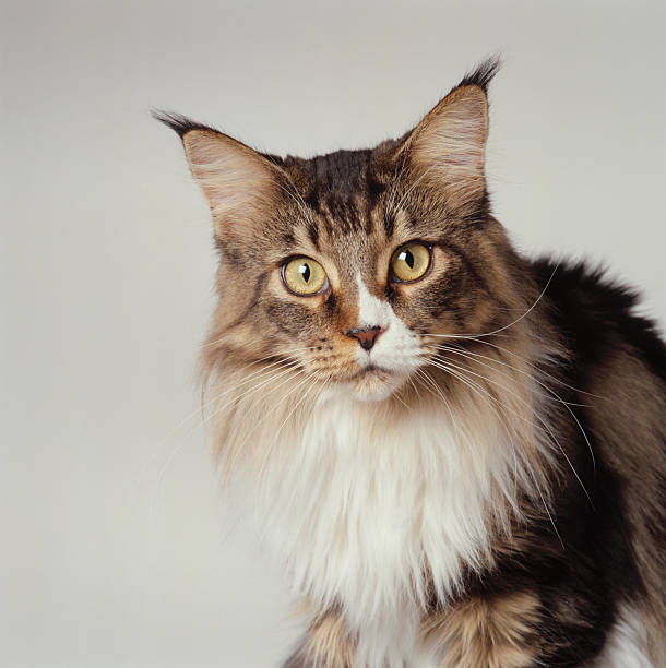 Maine Coon