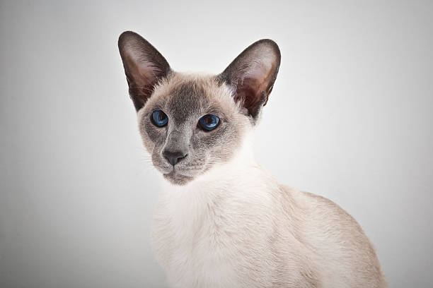 Siamese