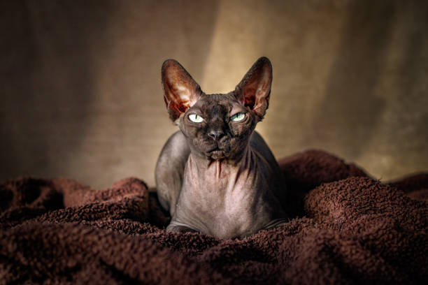 Sphynx