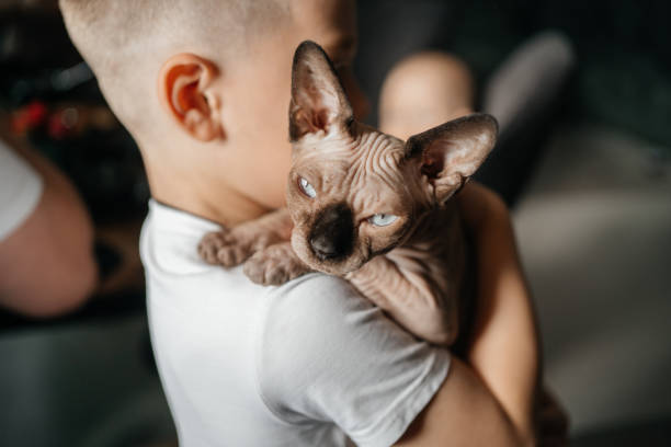 Sphynx