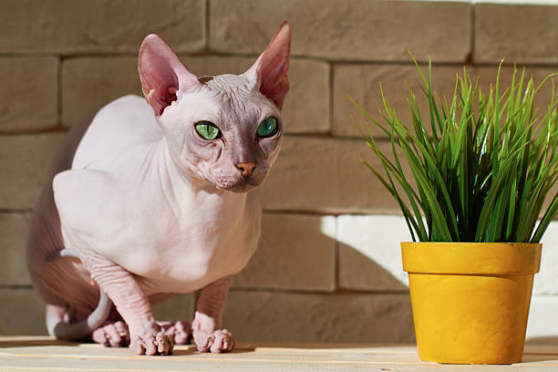 Sphynx