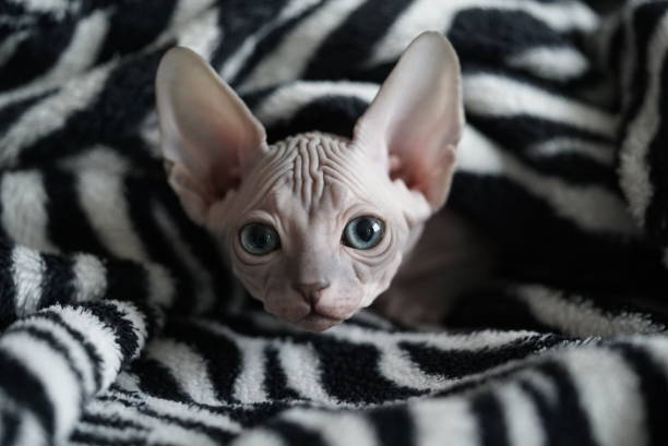 Sphynx