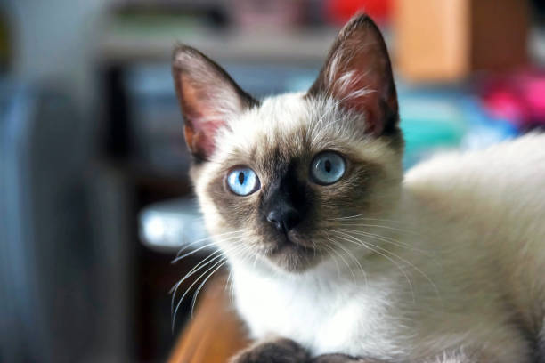 Siamese