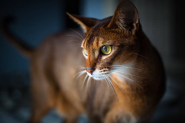 Abyssinian