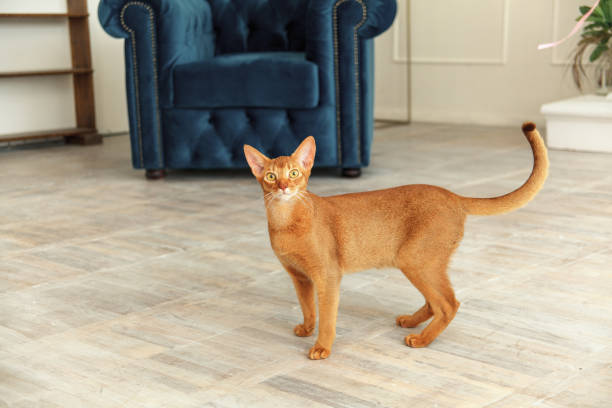 Abyssinian