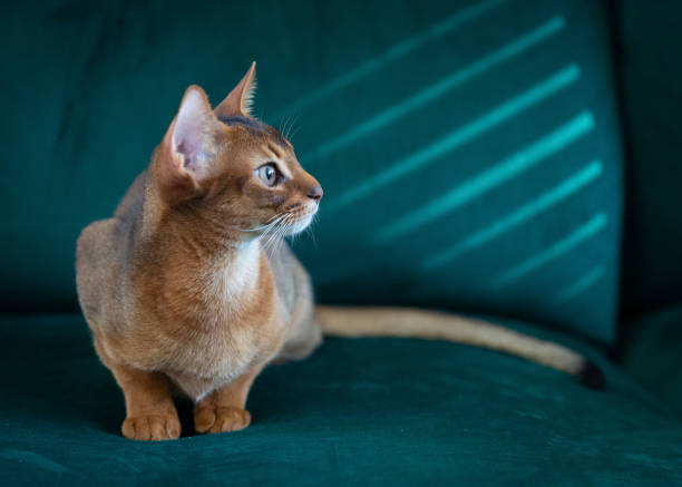 Abyssinian