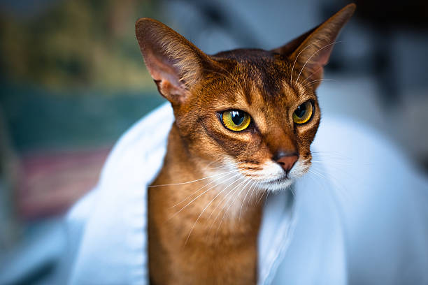 Abyssinian