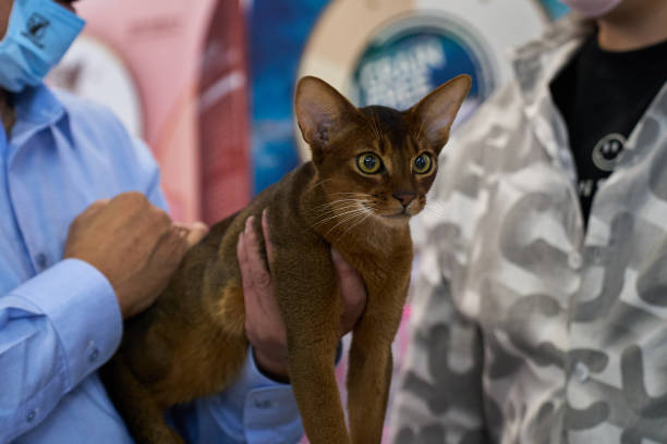 Abyssinian