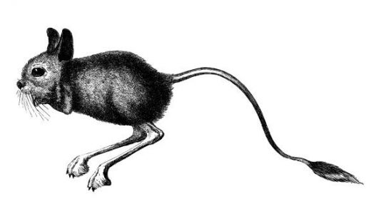 Jerboa