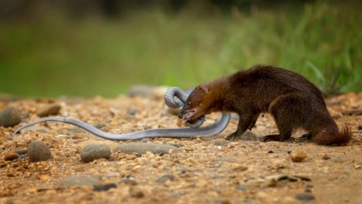 Gambian-Pouched Rat