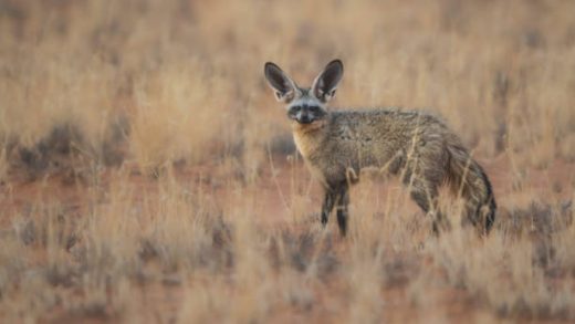 Bat Eared Fox