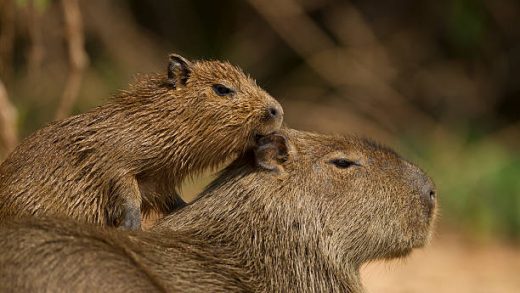 Capybara