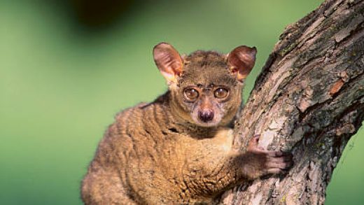 Greater Galago