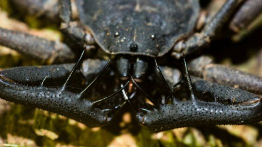 Whip Scorpions