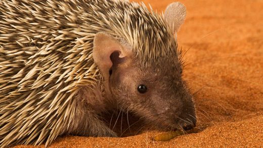 Tenrec