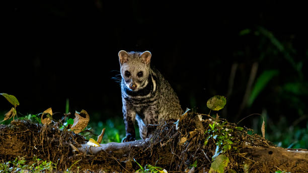 Asian Palm Civet