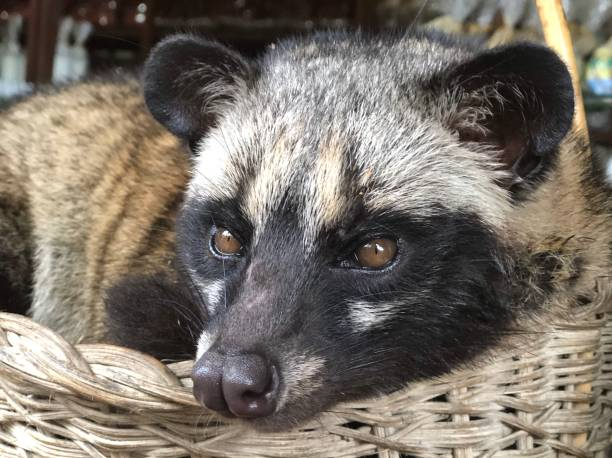 Asian Palm Civet