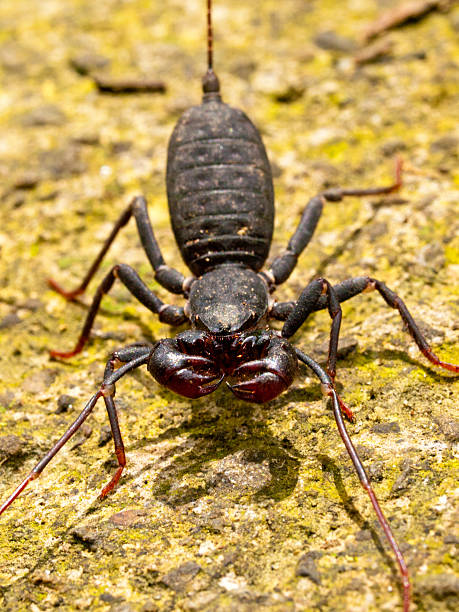 Whip Scorpions