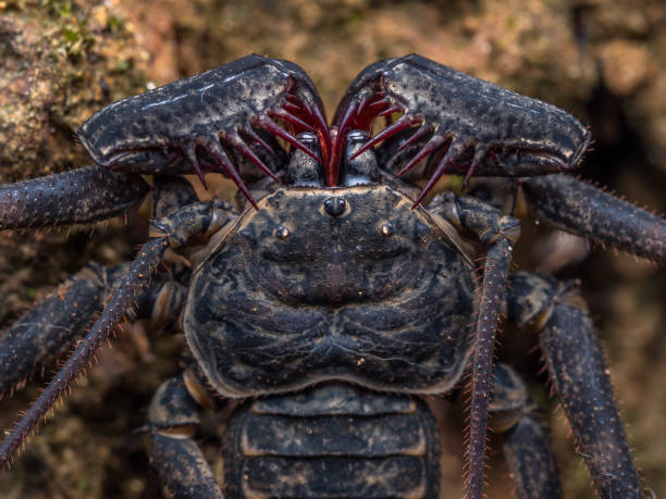 Whip Scorpions