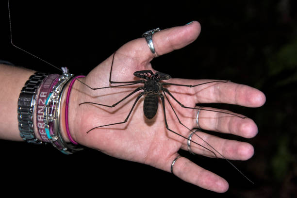 Whip Scorpions