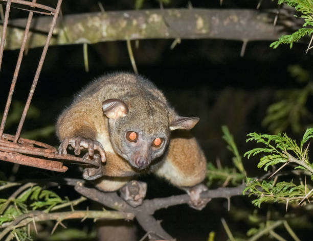 Greater Galago