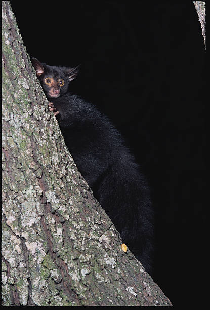 Greater Galago