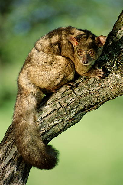 Greater Galago