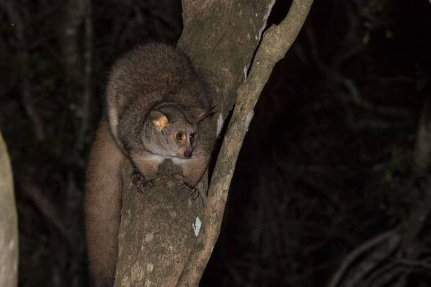 Greater Galago