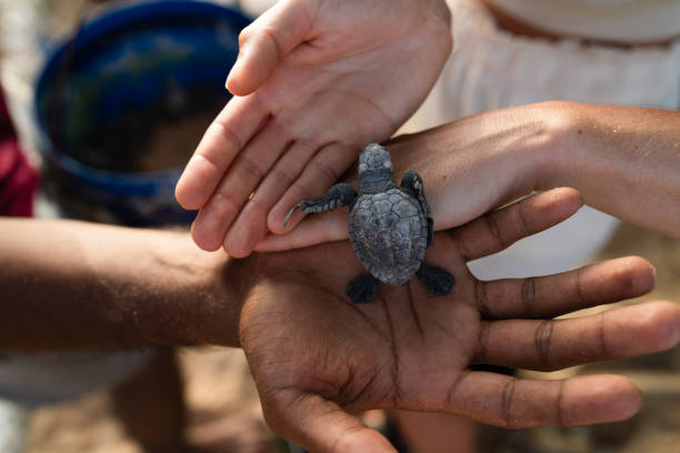 small mammal