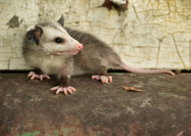 Gambian-Pouched Rat