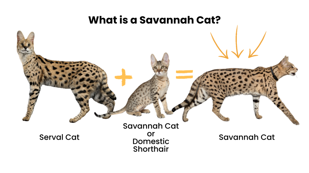 Savannah Cats