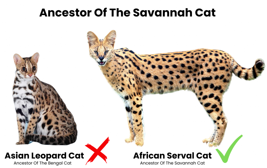 Savannah Cats