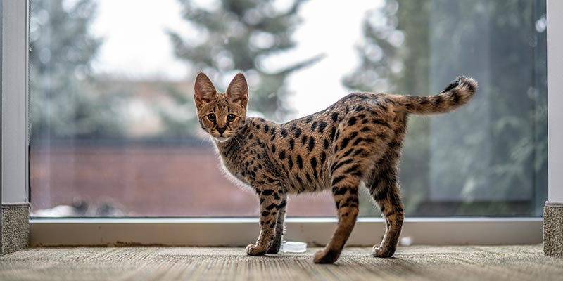 Savannah Cats