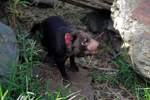 Gambian-Pouched Rat