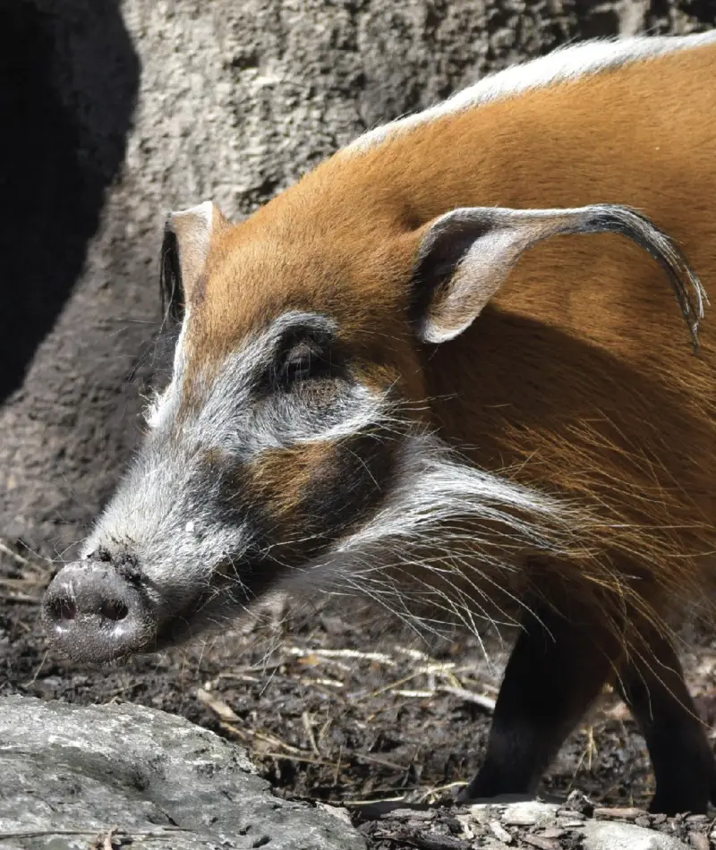 red river hog