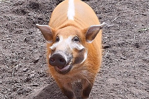 red river hog