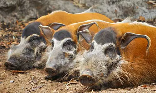 red river hog