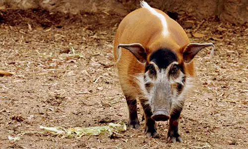 red river hog