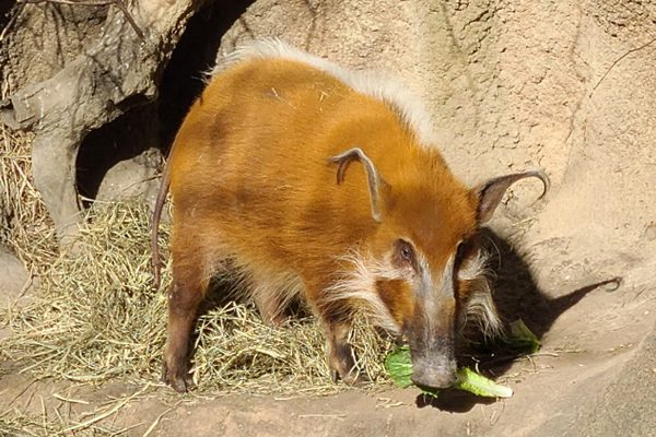 red river hog