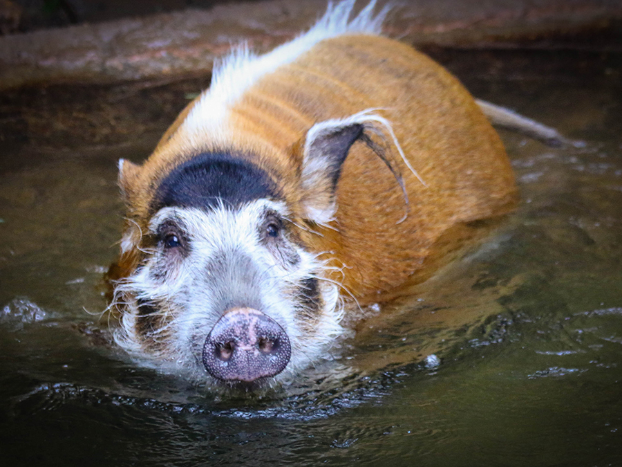 red river hog