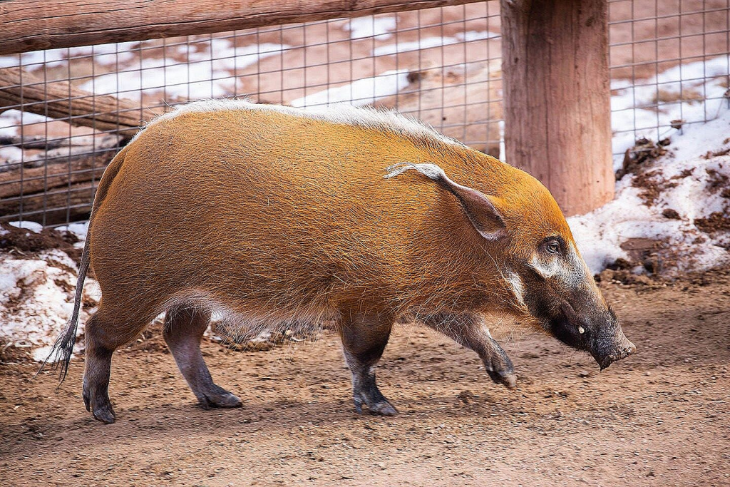 red river hog