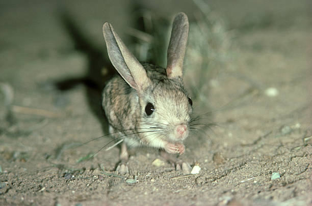 Jerboa