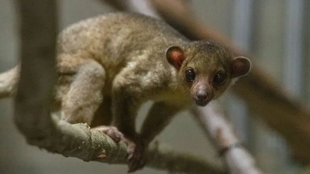 kinkajou