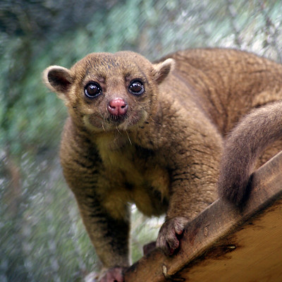 kinkajou