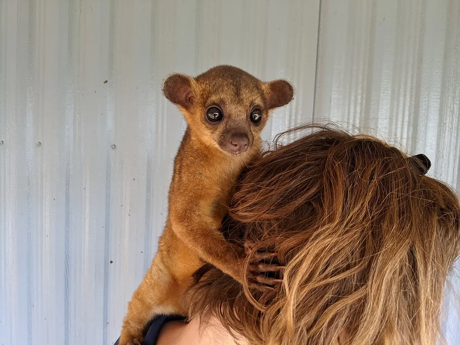 kinkajou