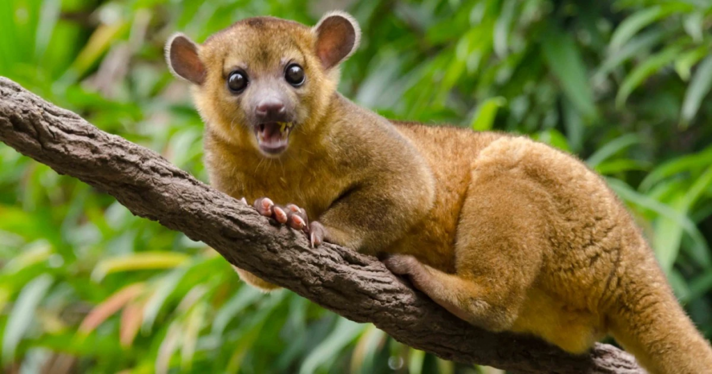 kinkajou