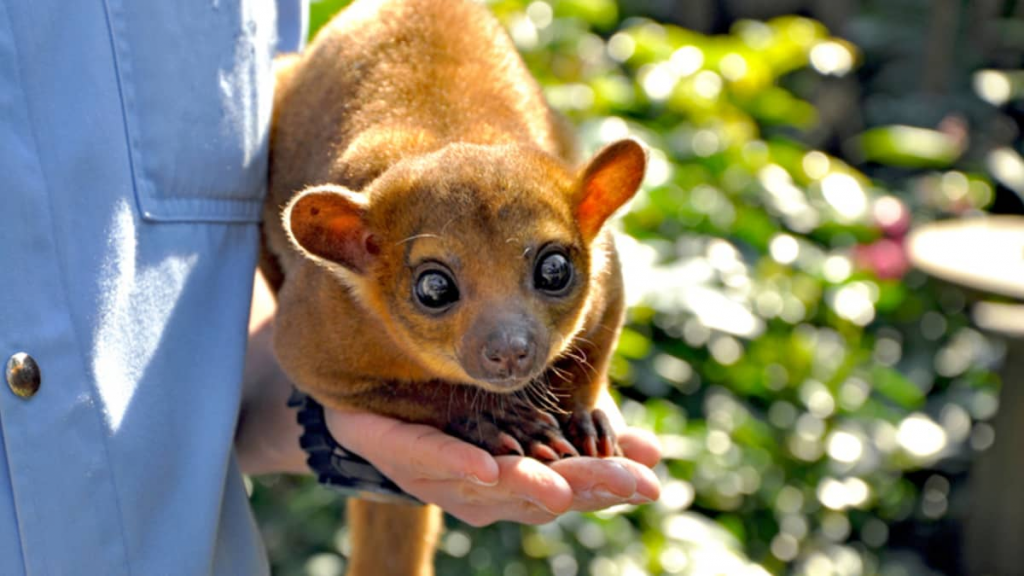 kinkajou