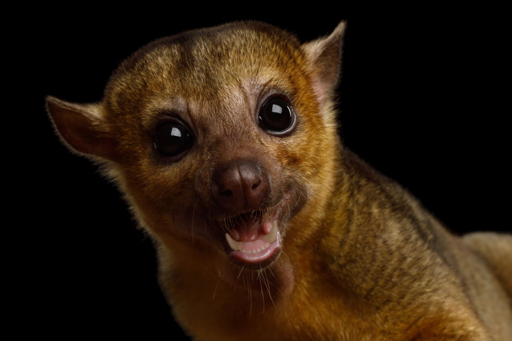 kinkajou