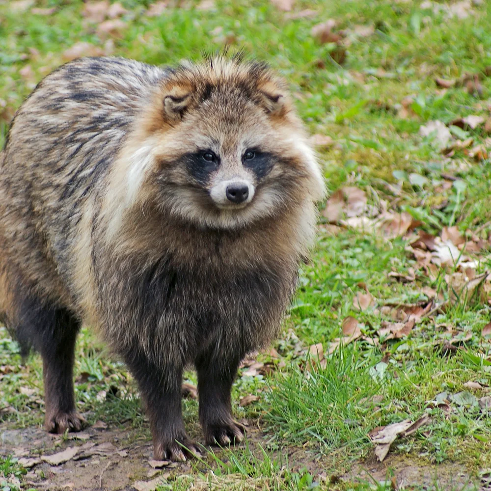 Raccoon Dog