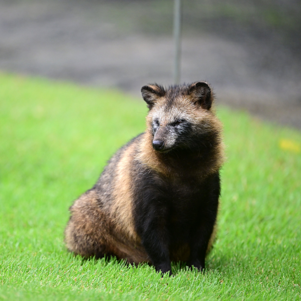 Raccoon Dog